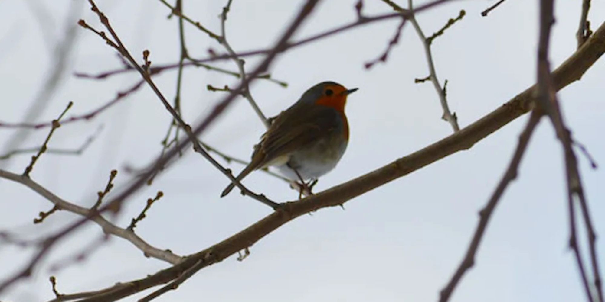 Vroege vogel winteractie