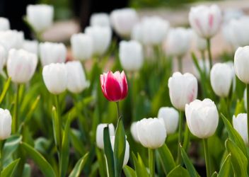 Profiteren bedrijven van diversiteit en inclusie (D&I)?