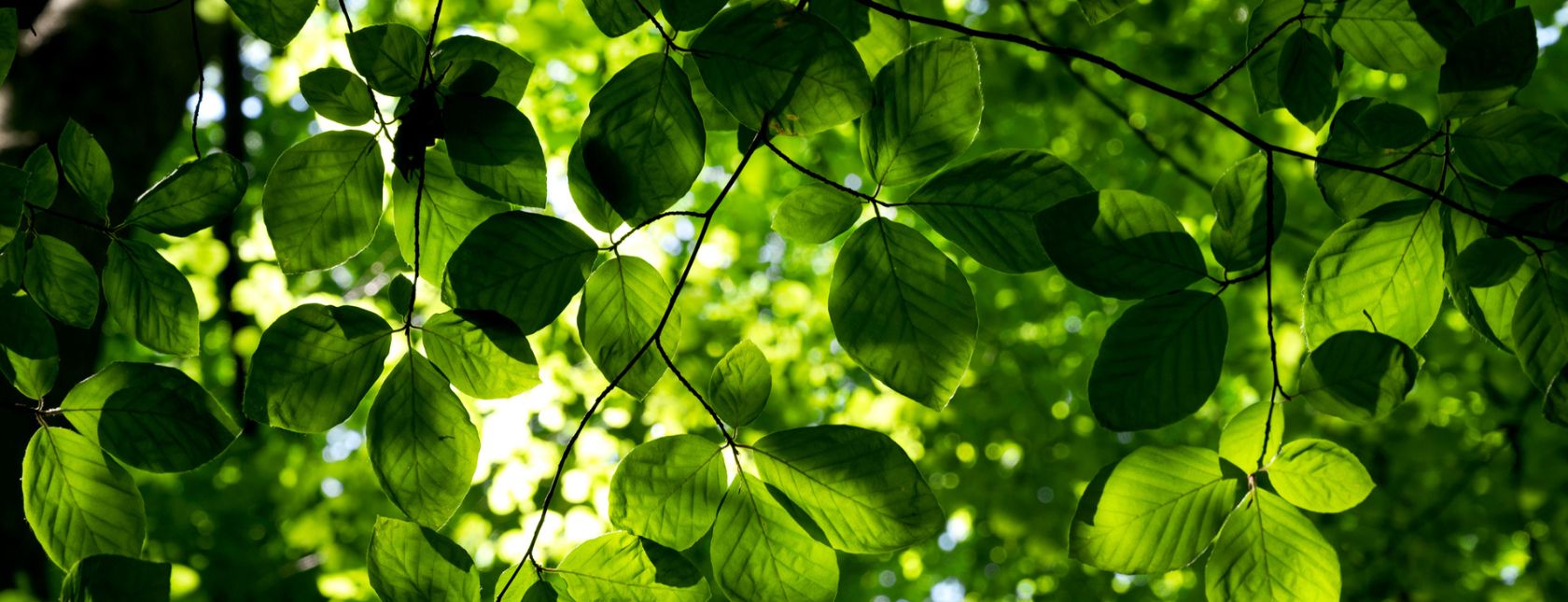 E-learning: ISO 14001:2015 Requirements Course