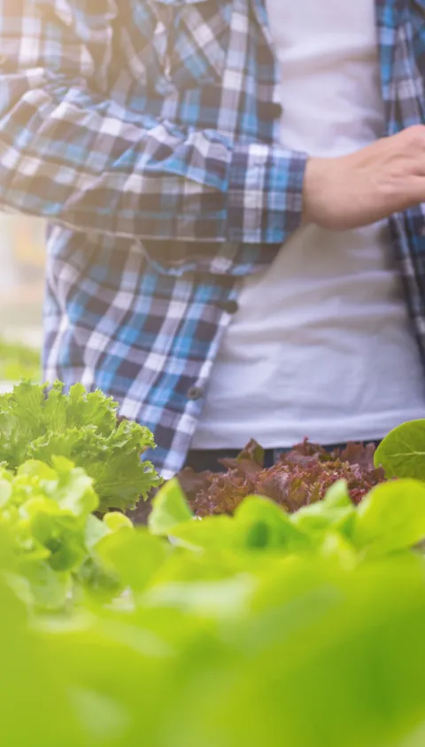 Persoon met een laptop in de buurt van het salatveld