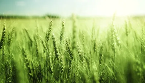 Download de whitepaper 'Verschillen ISO 22000'